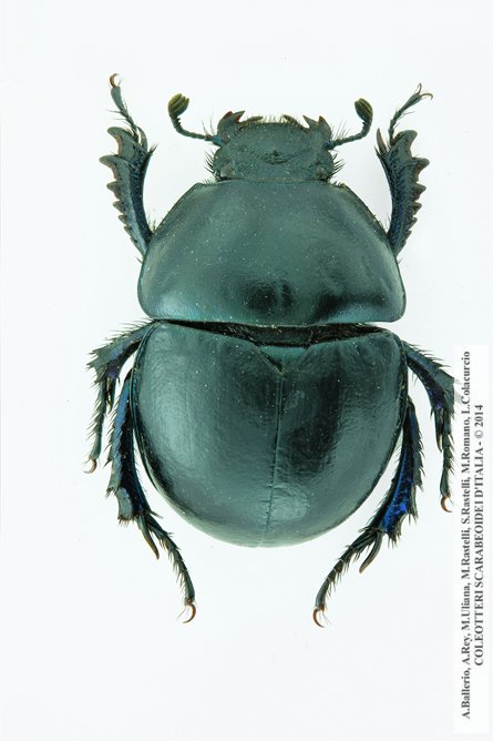 Jekelius brullei brullei, femmina